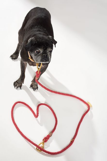Dog 44_Recycled leash_Red